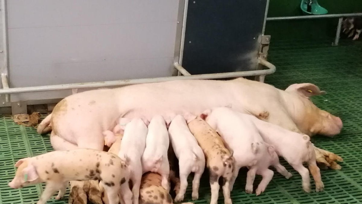 La producció porcina va créixer lleugerament l’any passat.