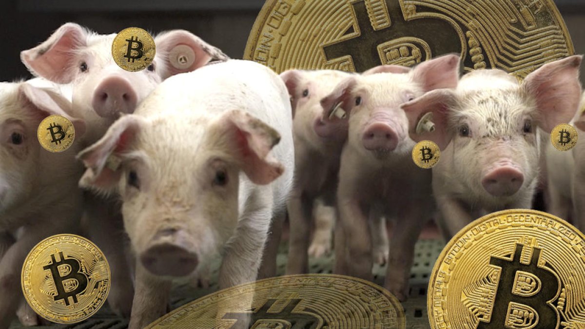 Purines convertidos en criptomonedas