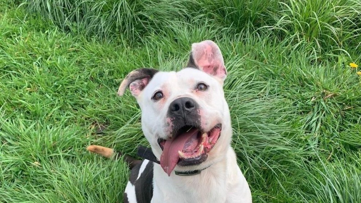 Un perro adoptado del centro de animales de la Diputación de Pontevedra.