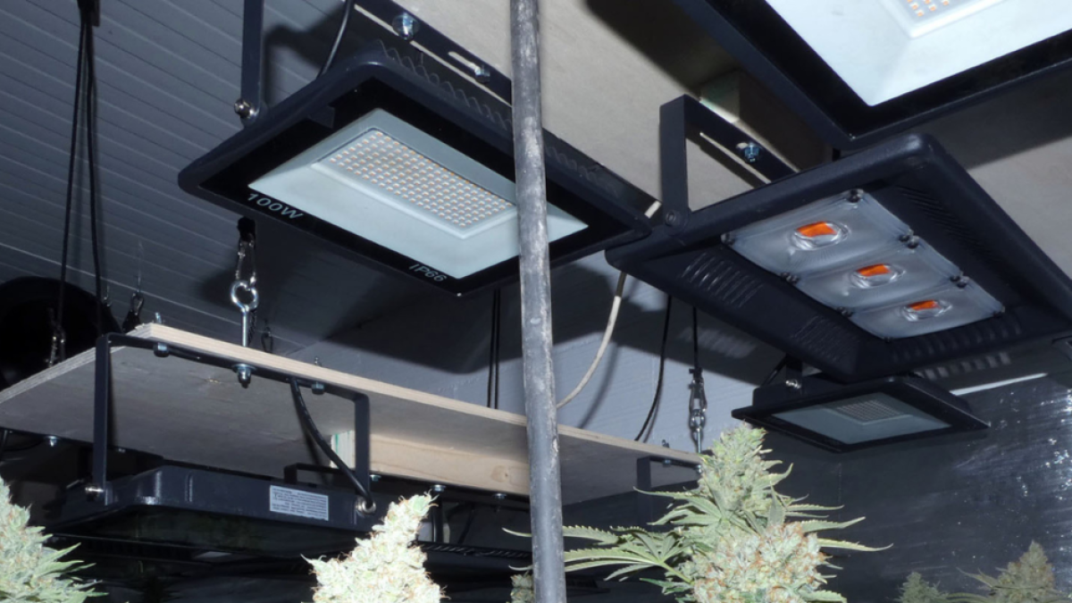 Detingut per cultivar 102 plantes de marihuana en una casa a l'Urgell