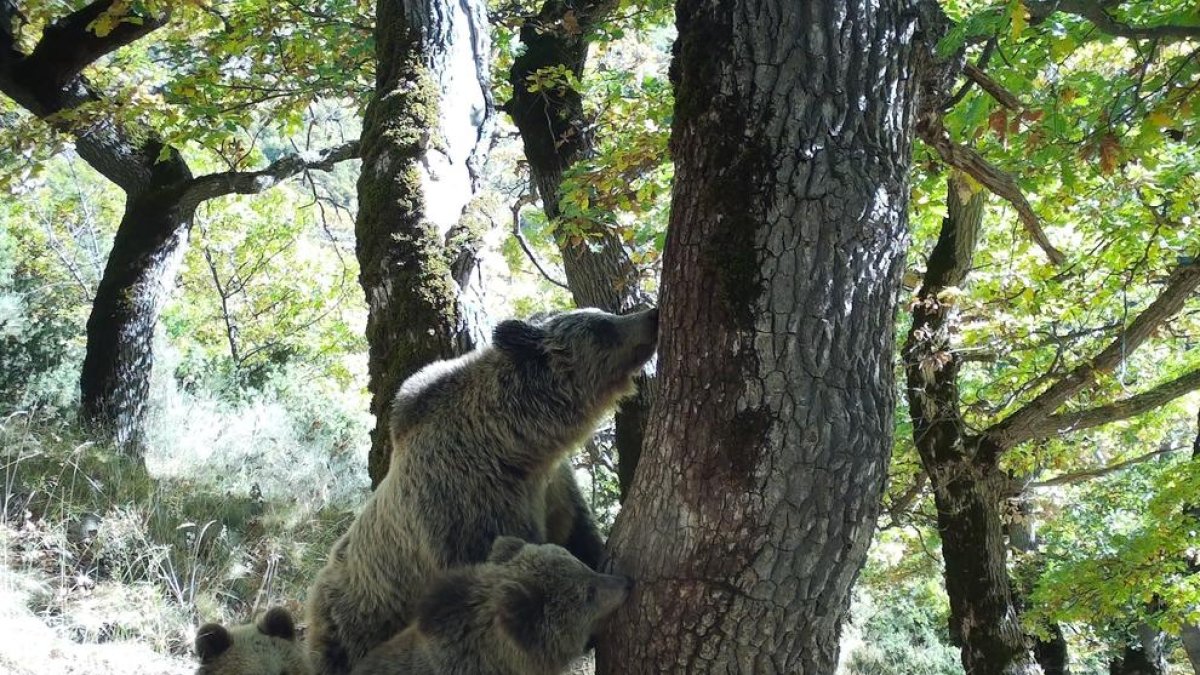 Una de les fotografies captades d'ossos en el marc del projecte LoupO.