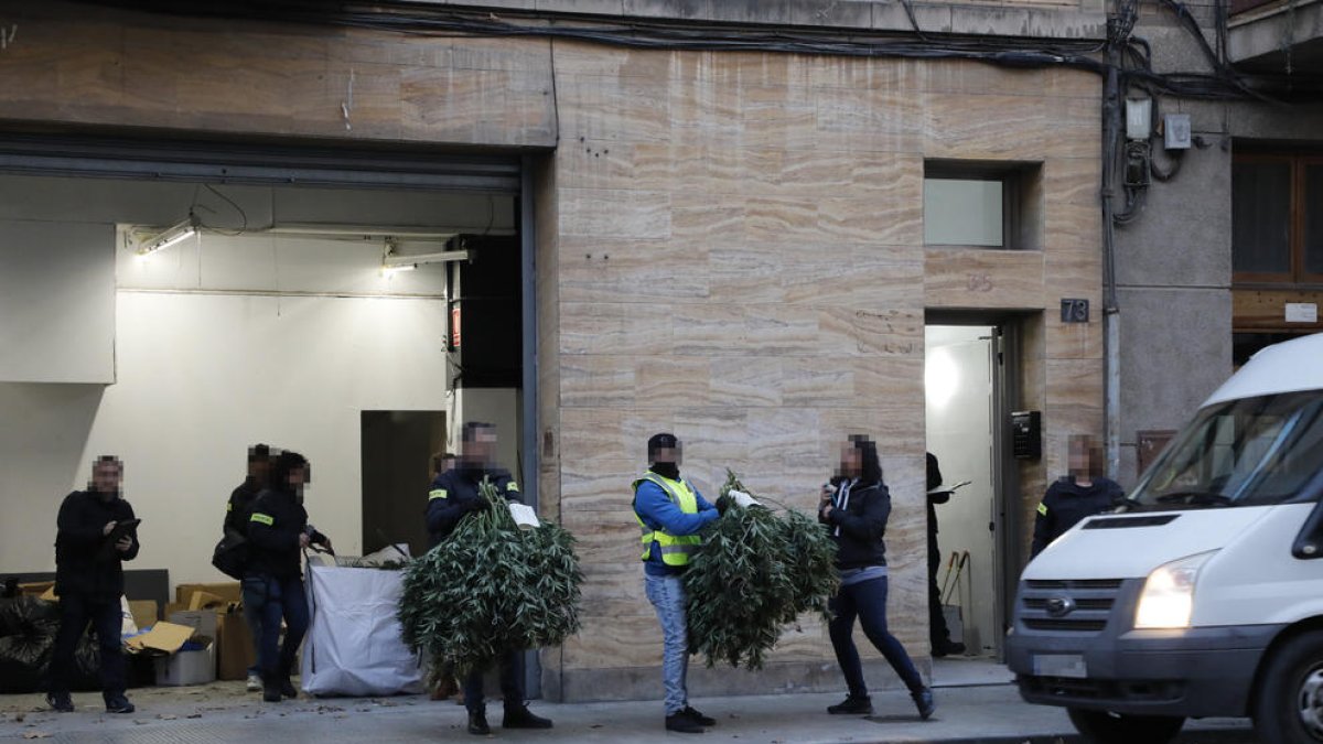 Plantes de marihuana decomissades ahir a la tarda en un magatzem de l’avinguda Alcalde Porqueres de Lleida.