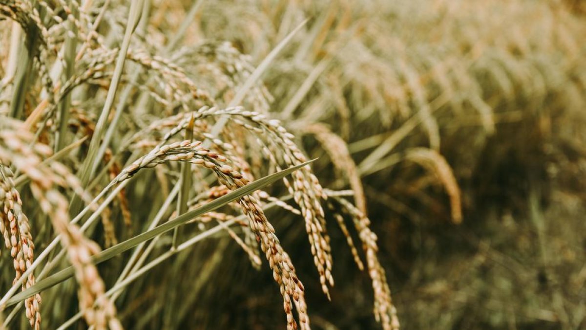 Una recerca amb participació de la UdL i l'ICREA aconsegueix un nou avanç en la fixació biològica de nitrogen en arròs