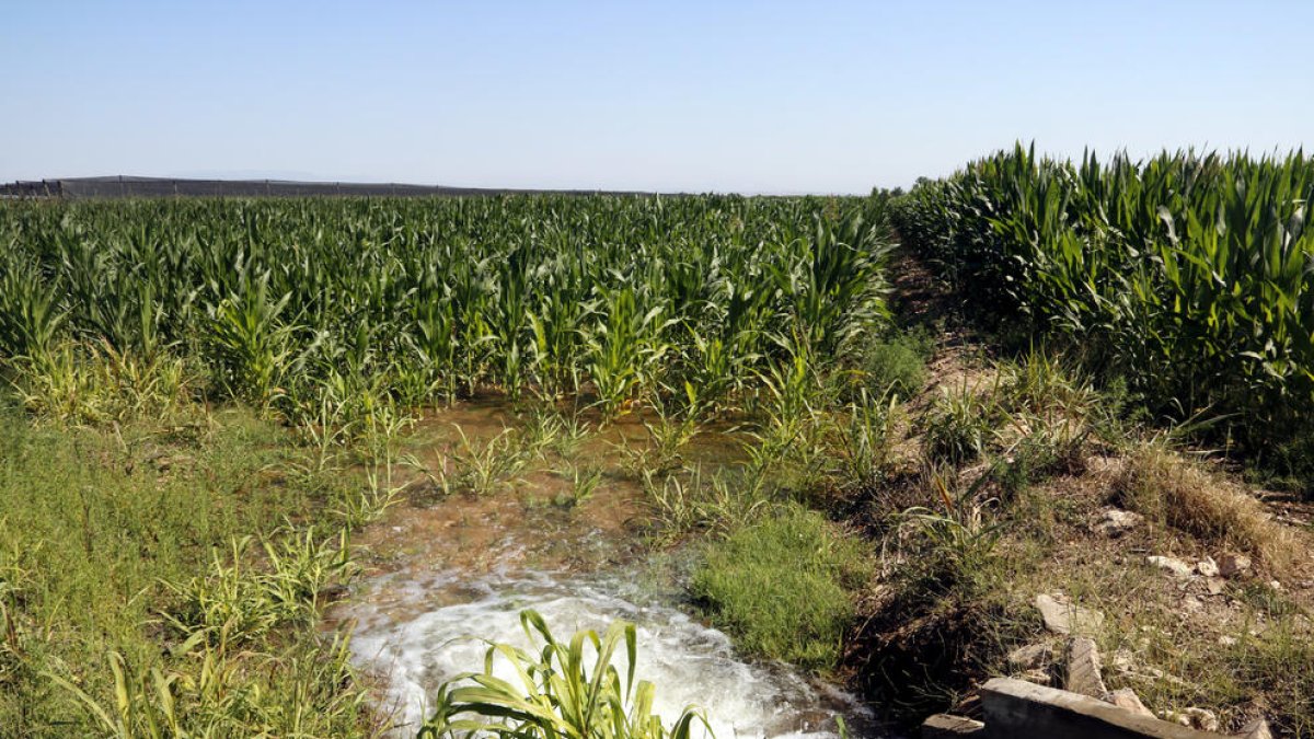 Els cultius de regadiu de Lleida han necessitat enguany un 14% més d'aigua que la mitjana dels darrers cinc anys