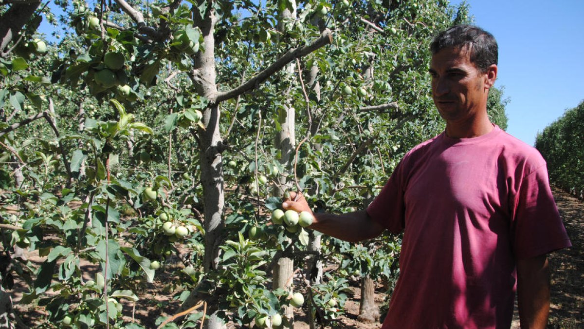 El Canal d'Urgell salva la fruita i els regants demanen evitar tancaments