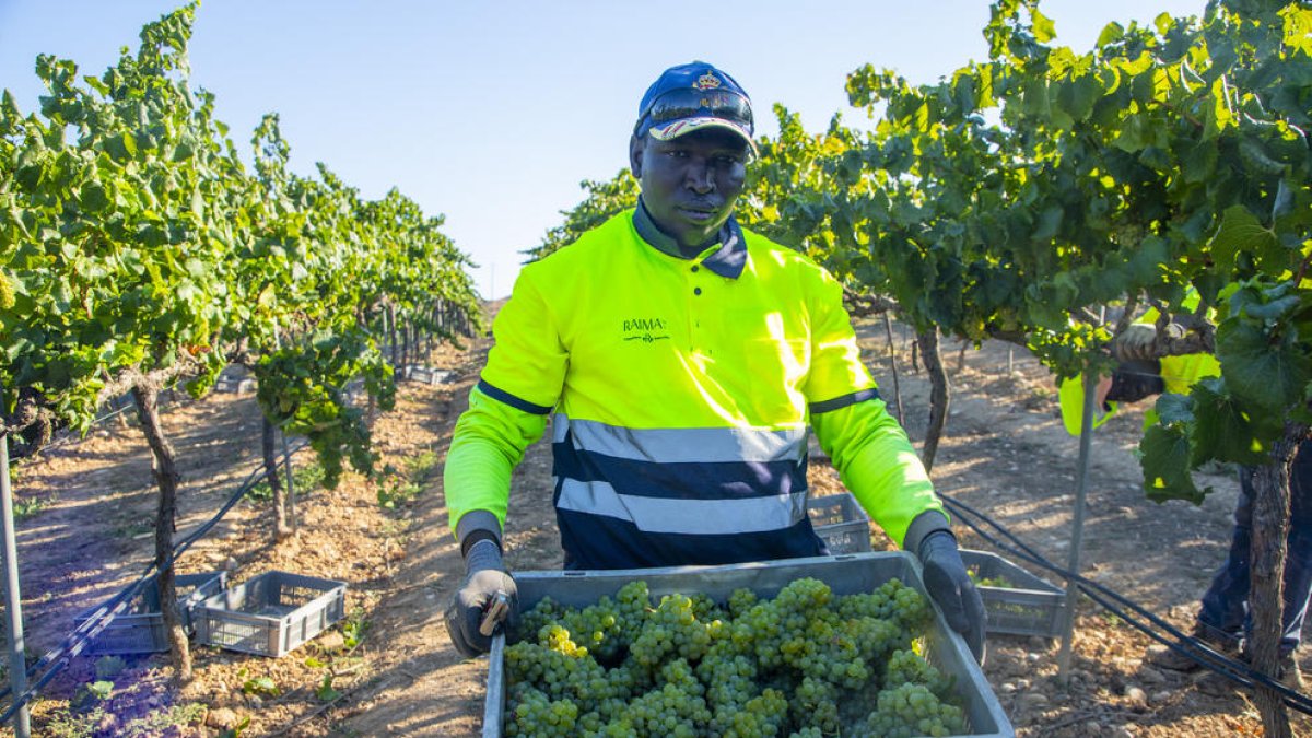 Las primeras uvas vendimiadas ayer servirán para producir cava de la mayor calidad de Codorníu.