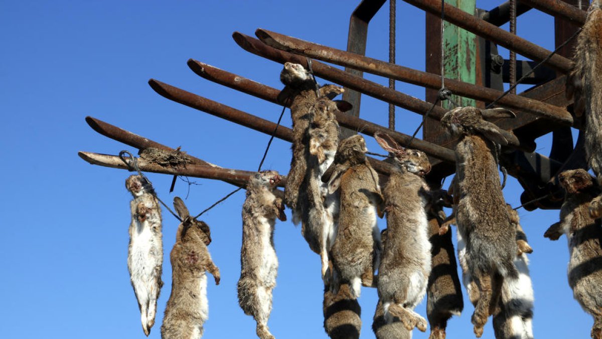 Ecologistes en Acció rebutja l'ús de verins per acabar amb la plaga de conills que afecta les comarques de Ponent