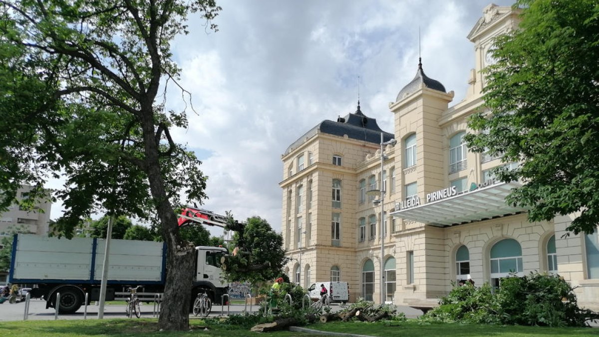 Cae una gran rama de un árbol frente a la estación de trenes