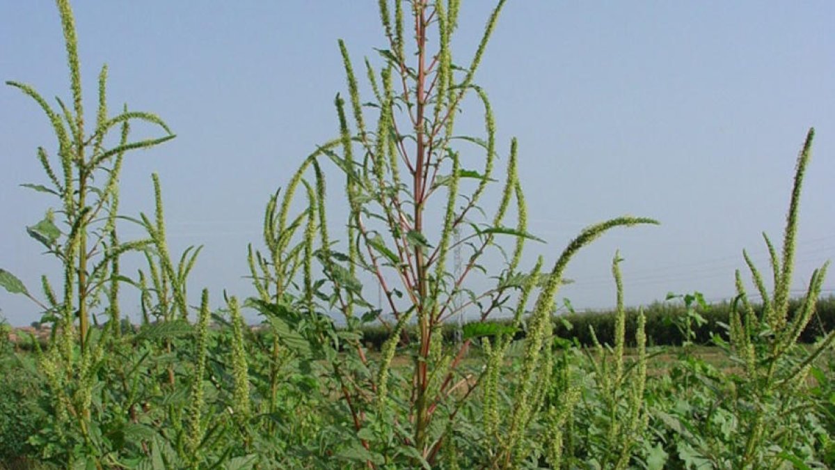 ‘Amaranthus Palmeri’, planta invasora que infecta el maíz.