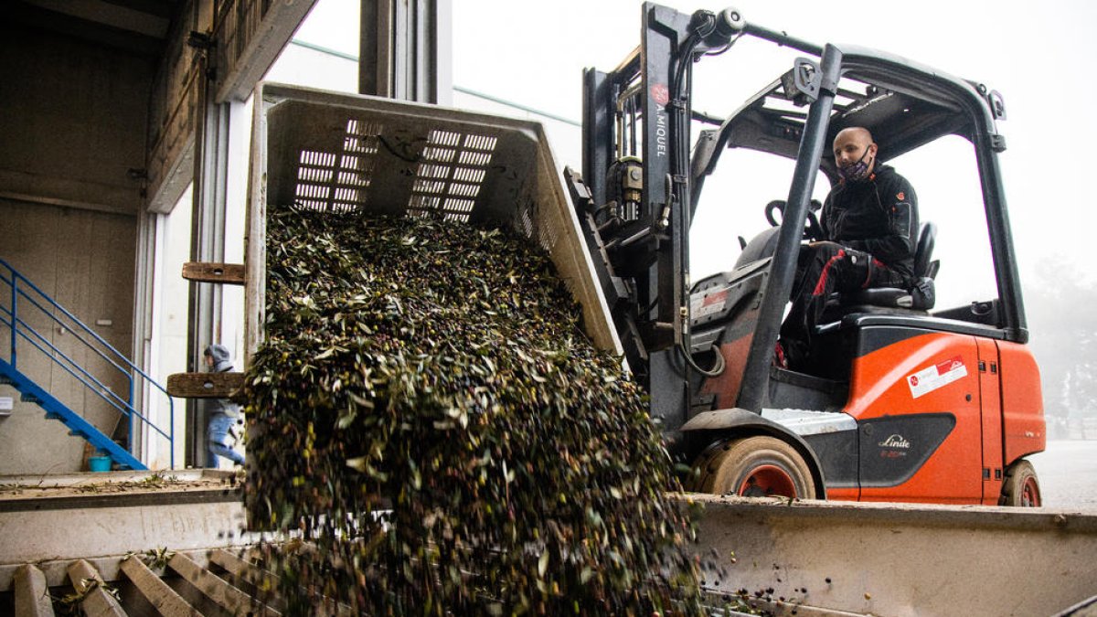 Imatge d’arxiu de l’entrada d’olives en una cooperativa per a la molta.
