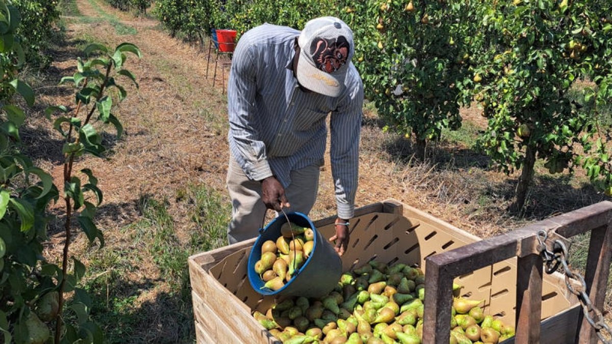 Gelades i calor van enfonsar l’estiu passat la producció de fruita de llavor a Lleida.