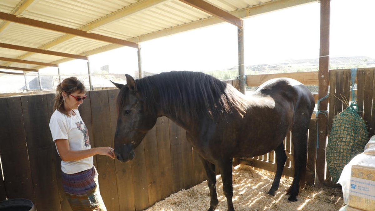 Hallan un caballo abandonado en Aspa y lo llevan a un refugio