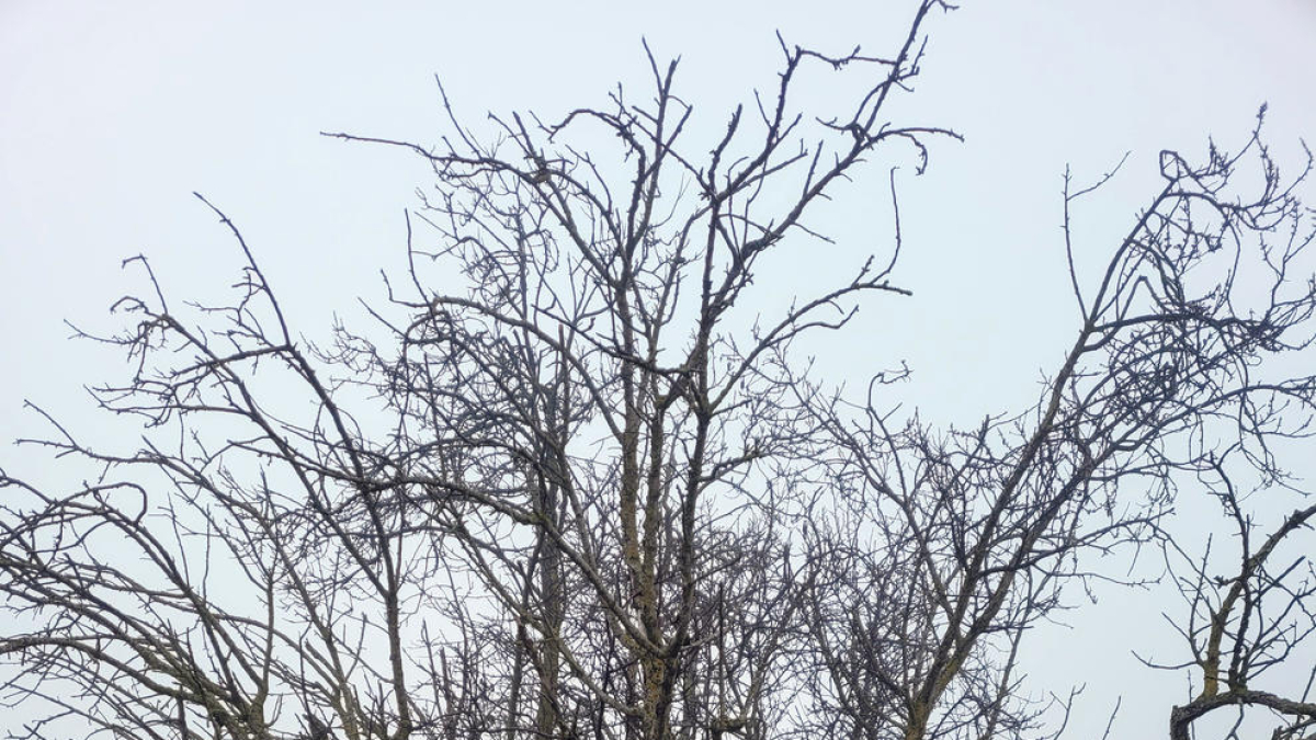 Arbre de fang