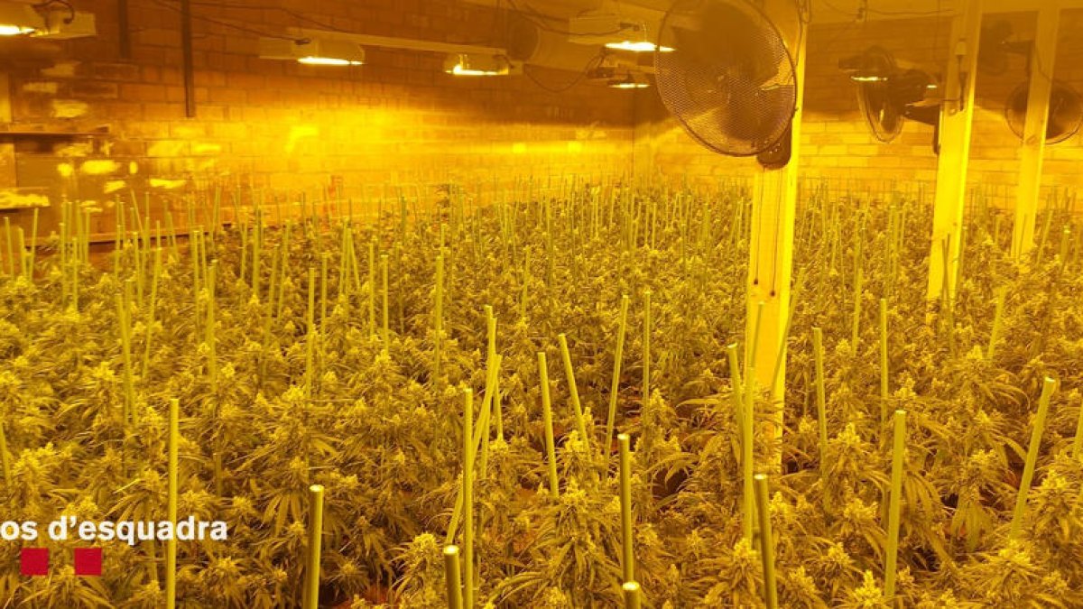 Imatge de la plantació que va ser desmantellada el juny de l’any passat a Camarasa.