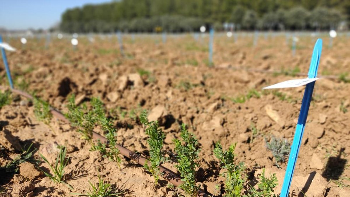 Experimentos en campo para adaptar la agricultura a un futuro más seco