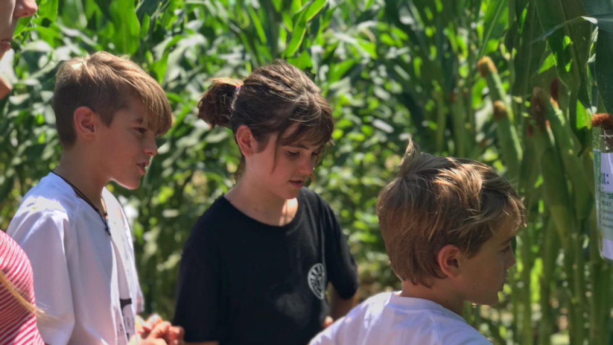 Algunos niños ya visitaron ayer el laberinto de maíz.