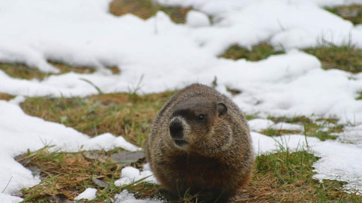 La marmota Phil pronostica seis semanas más de invierno
