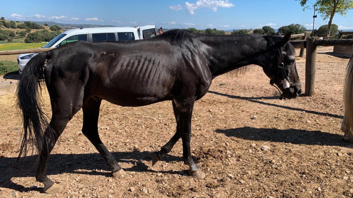 Imagen del estado que presentaba uno de los caballos.