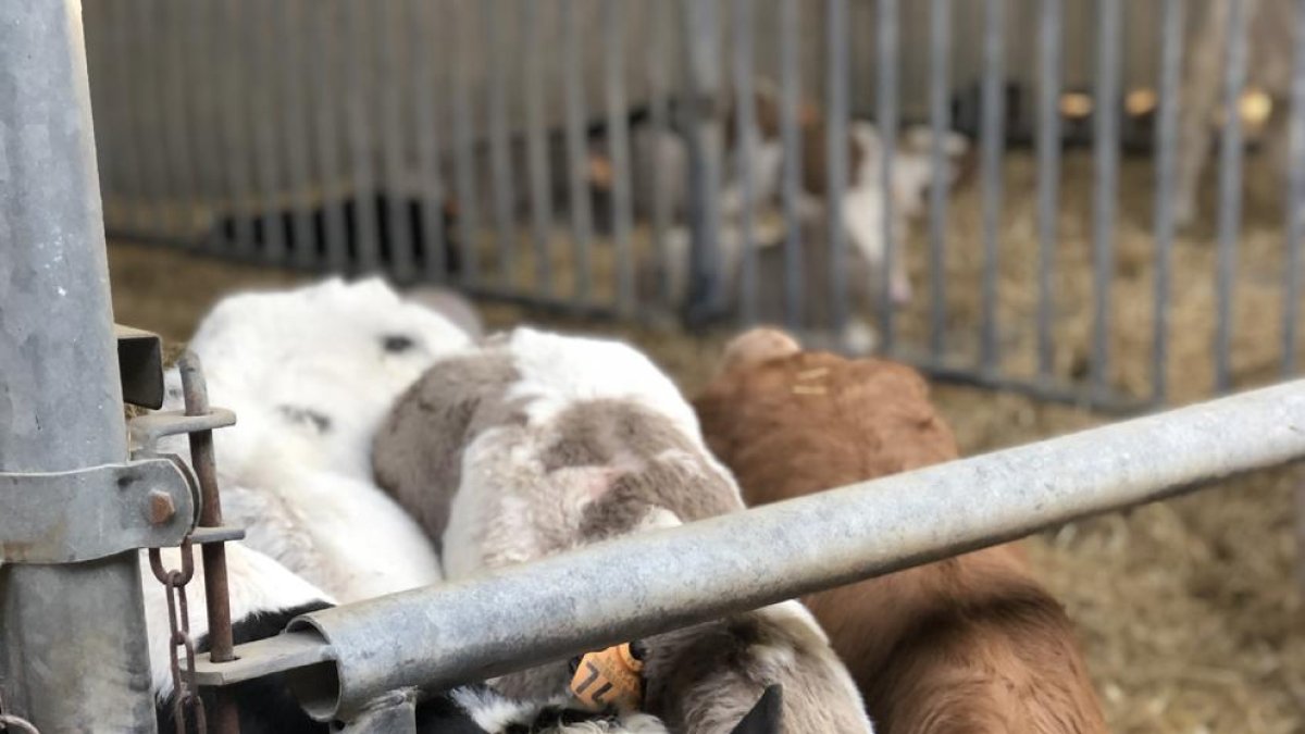 El IRTA pone de manifiesto la eficiencia del sector vacuno catalán.