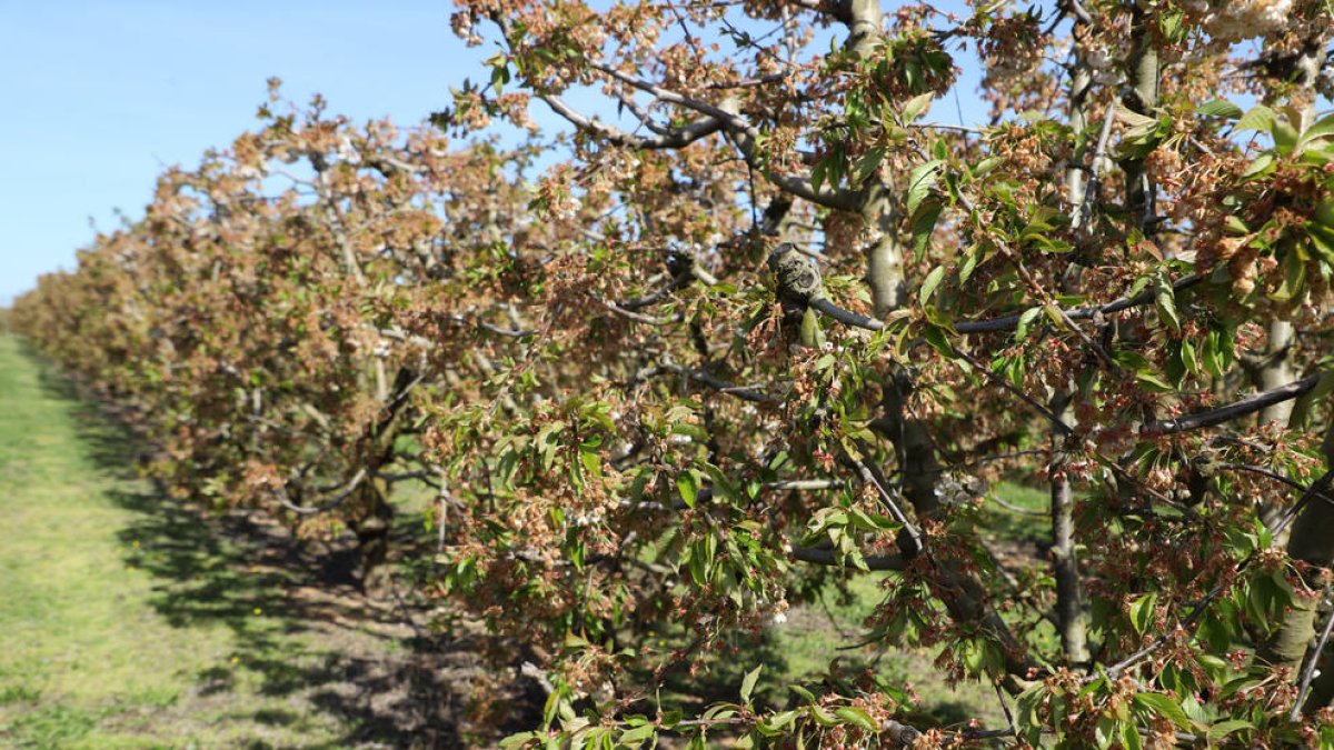 Frutales como estos de Corbins quedaron totalmente arrasados por efecto de las heladas hace un año.