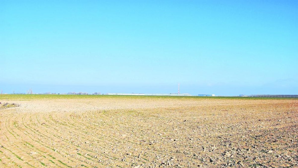 La finca en la que se prevé la planta en la Serra de Torregrossa, próxima al aeródromo de Mollerussa.
