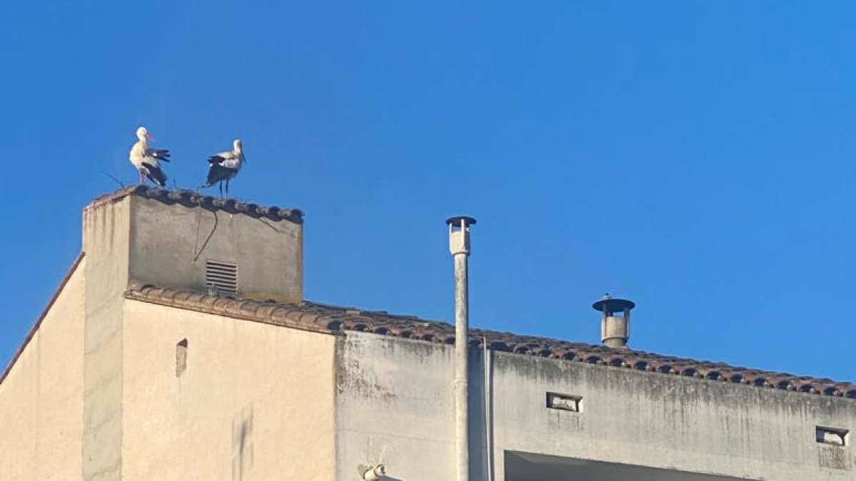 Una cigüeña haciendo un nido en un bloque junto a La Mitjana.