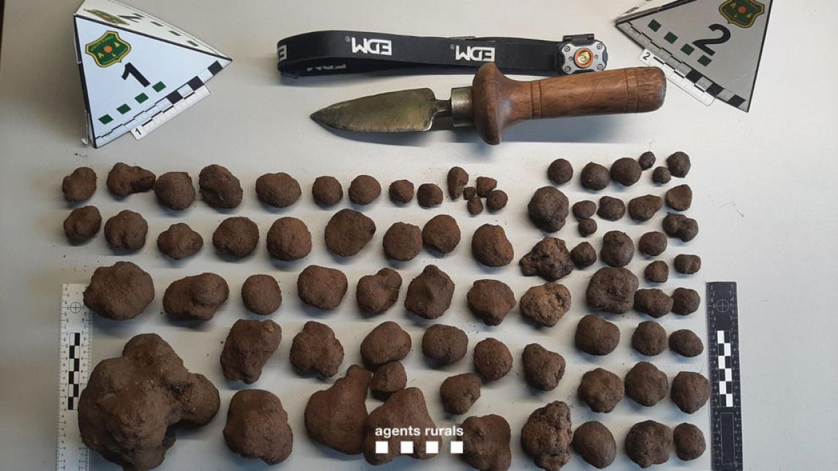 Decomiso de trufas robadas en una finca privada en Coll de Nargó, en el Alt Urgell.