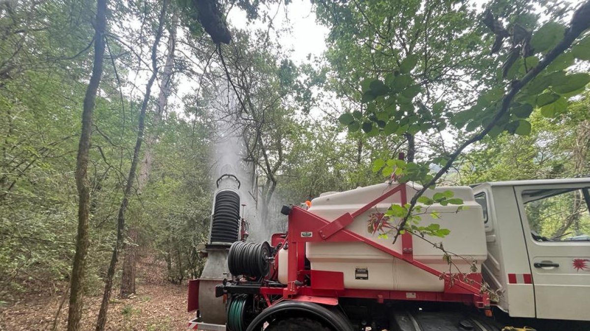 Fumigació contra la plaga que afecta els boscos de boix del Solsonès i el Berguedà.
