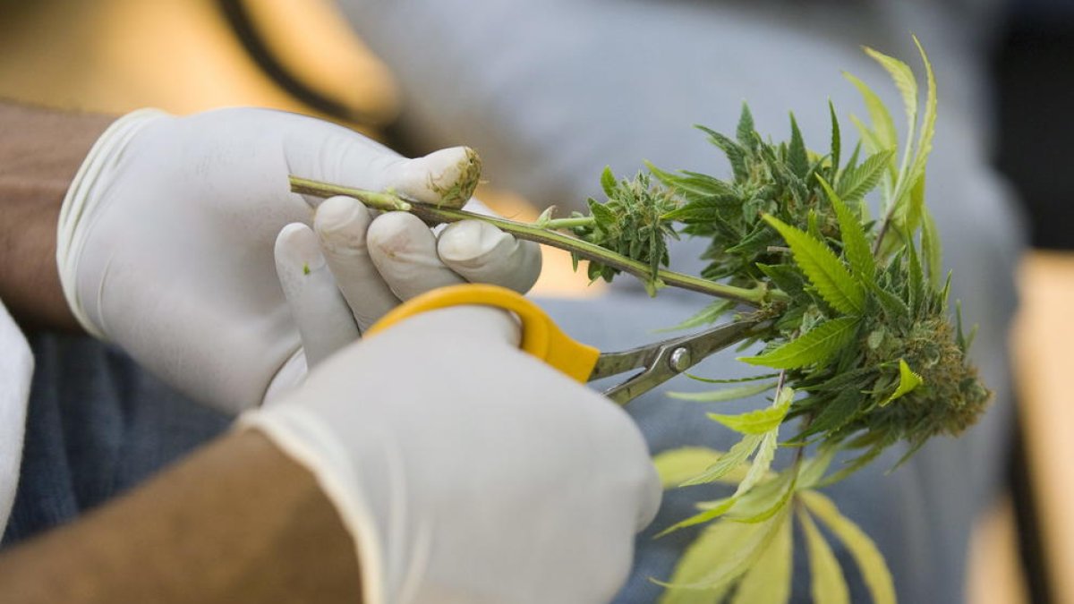 Un horticultor corta las hojas de una planta medicinal de marihuana