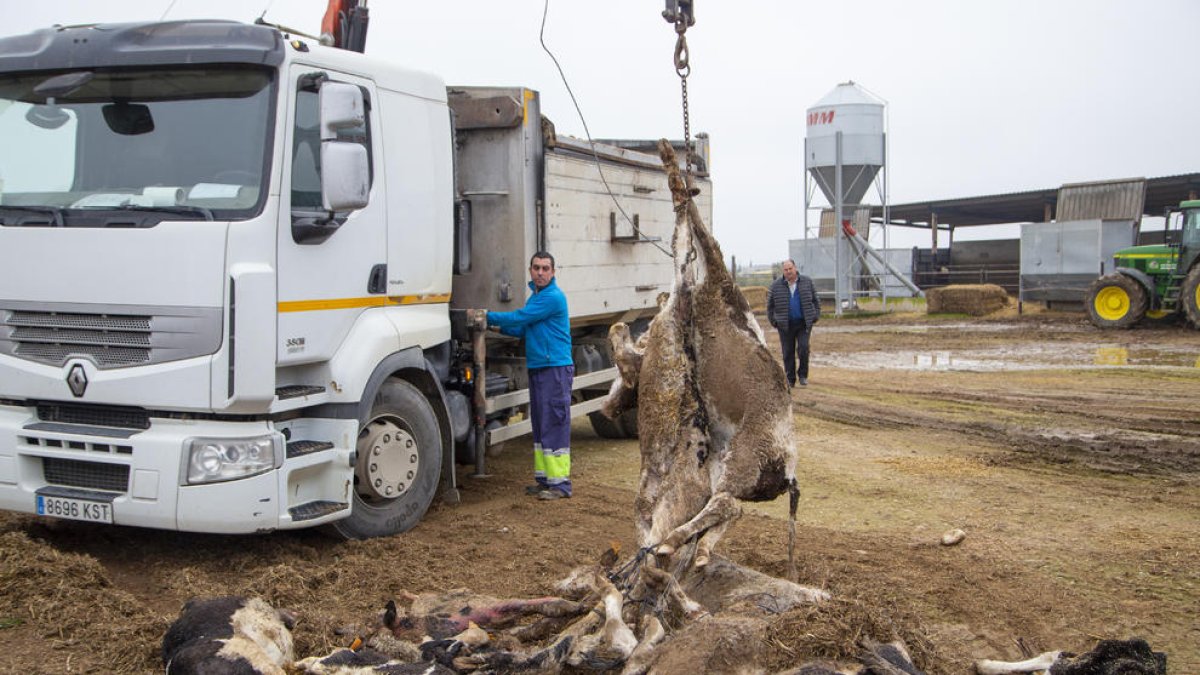 Trabajos ayer para retirar los terneros muertos tras un ataque de perros en una granja de Soses.