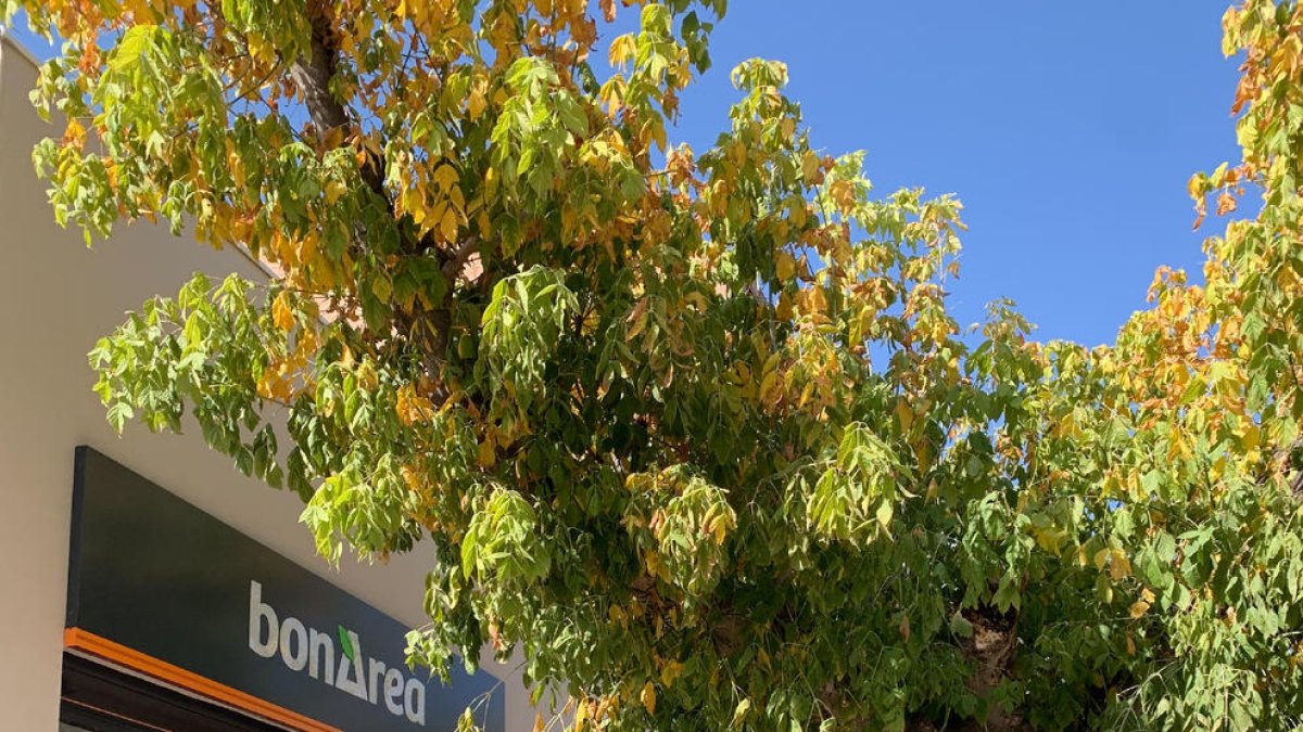 Imatge d’un establiment BonÀrea a Artesa de Lleida.