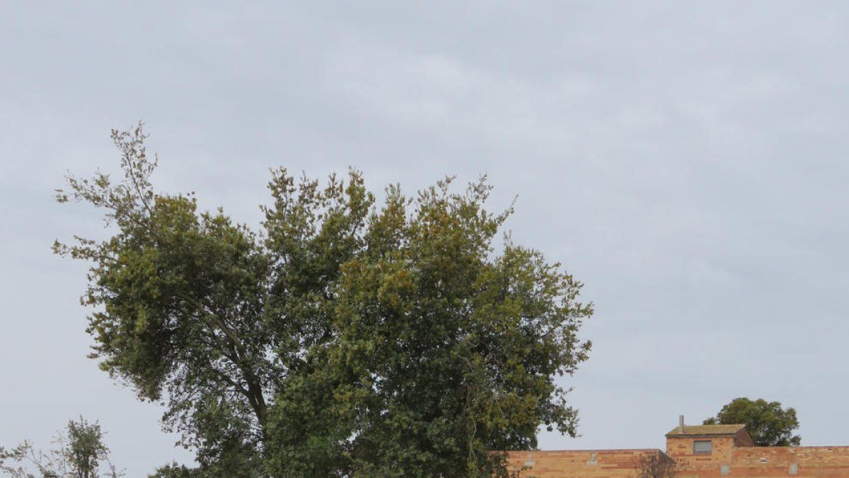 Rampa per evitar que s’hi ofegui la fauna dins de les obres de modernització a Penelles.