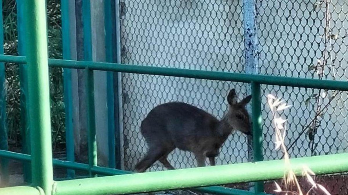 Cabirol a la presa del riu - Un ciutadà va fotografiar ahir un petit cabirol que es trobava a la presa del riu a la Mitjana. Encara que la presència d’aquest animal és més comuna al Pirineu, ja no és estrany veure’l al pla.