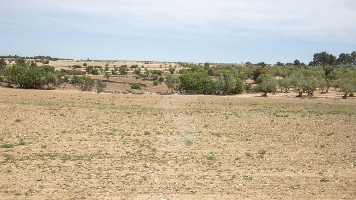 Un campo de cereal en el término municipal de Verdú completamente arrasado por los conejos