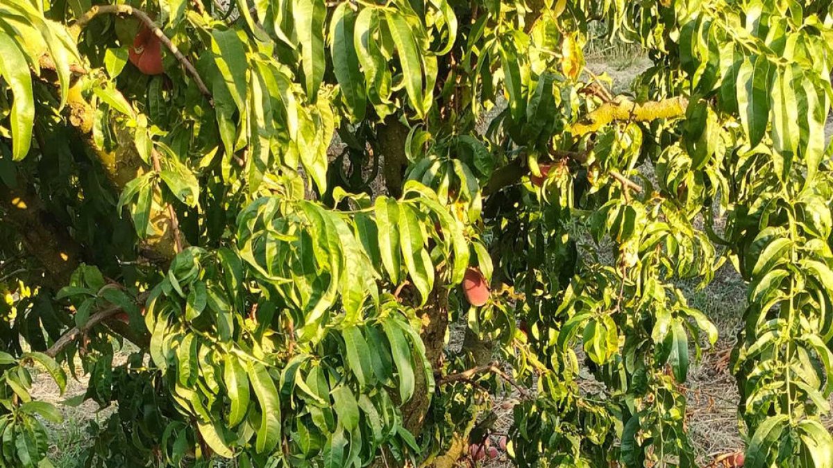 Fruta tirada en una finca afectada por la mosca antes de su destrucción para evitar que se propague.