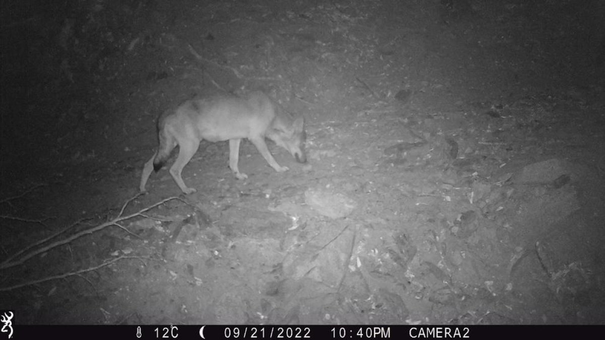 Fotografia de l'exemplar del llop localitzat al Paratge Natural de l'Albera.