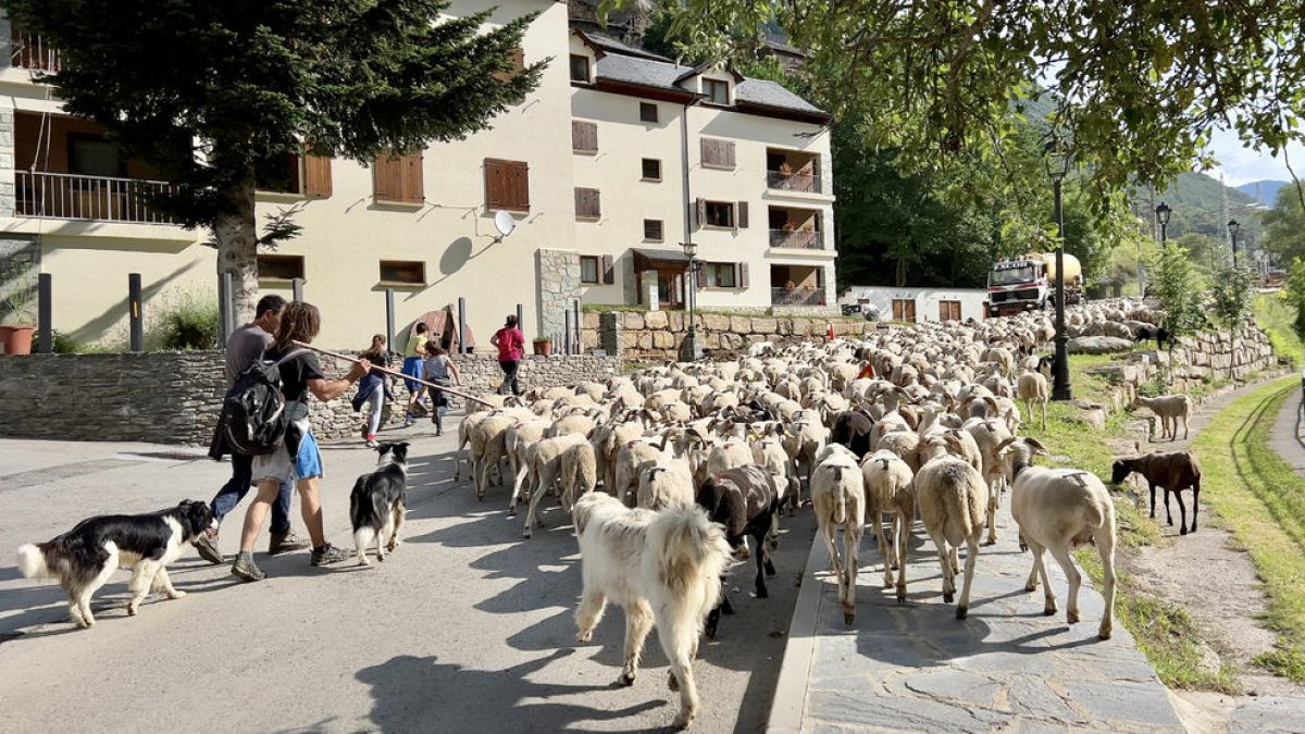 Tretze ramaders de l'Alt Pirineu agrupen el seu bestiar en quatre grans ramats per prevenir atacs d'ossos