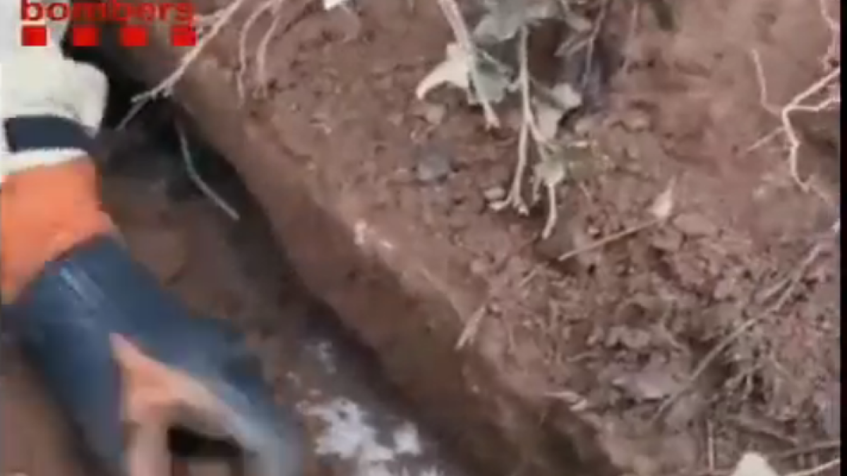 VÍDEO: Així ha estat el rescat del Clau, un gos atrapat en una rasa a Artés