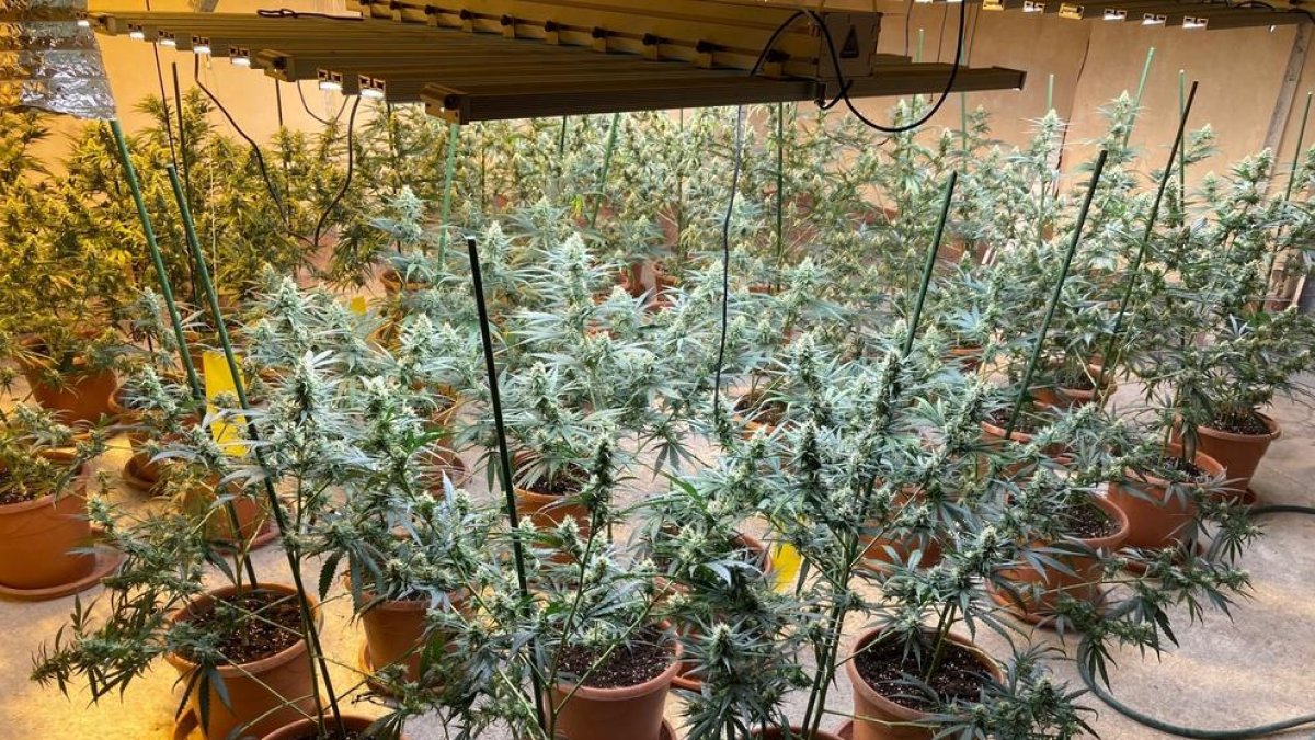 Detenido por segunda vez este año como responsable de cultivo de marihuana en Lleida