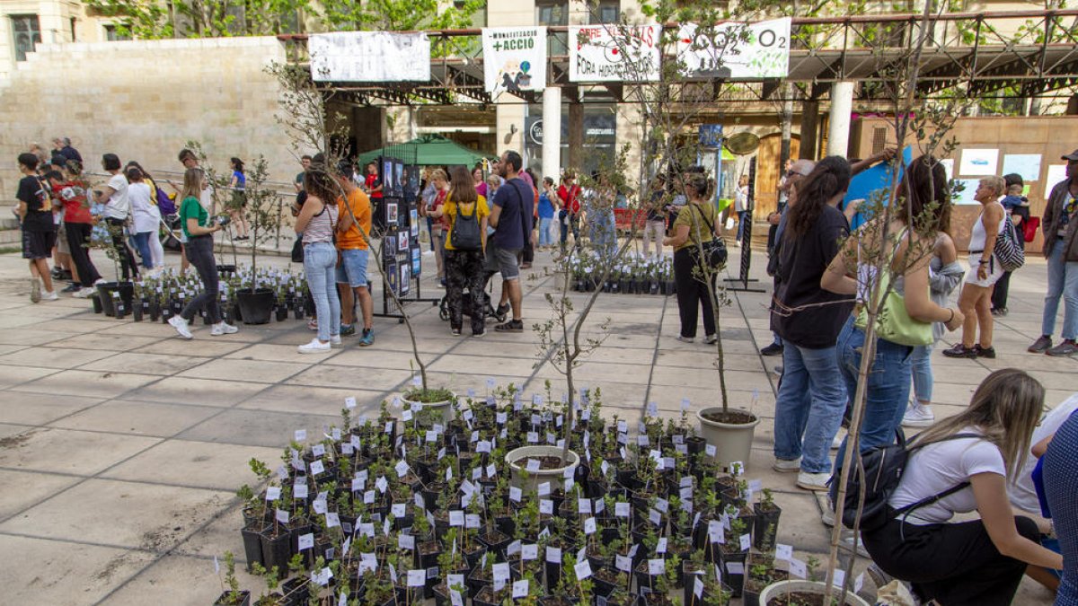Algunos de los árboles pequeños, ayer en la plaza Sant Joan.