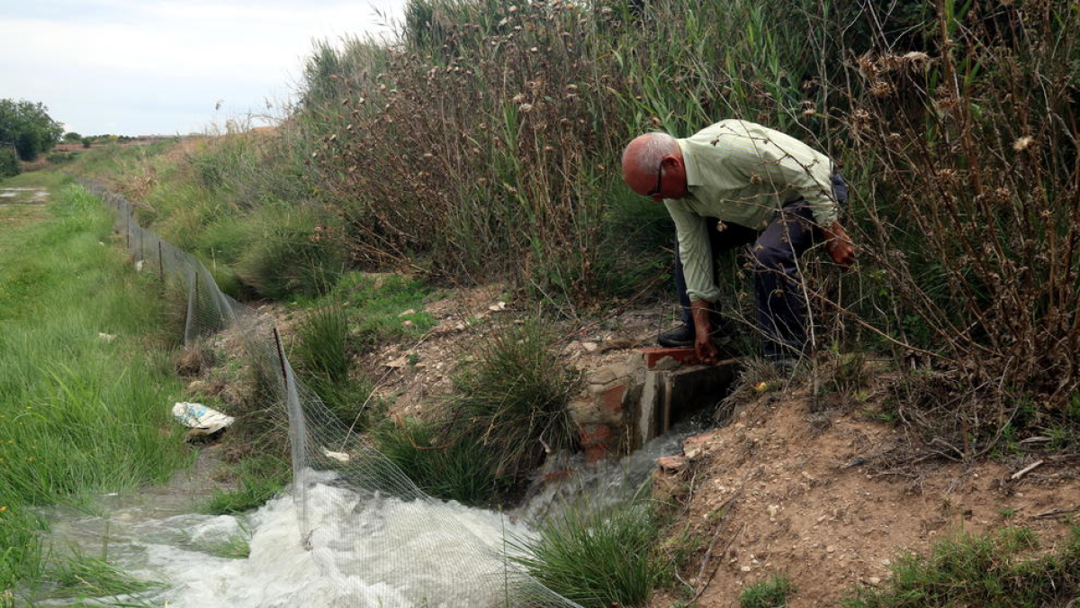 Los productores de fruta del canal de Urgell empiezan a regar los árboles para salvar hasta el 90% de la cosecha
