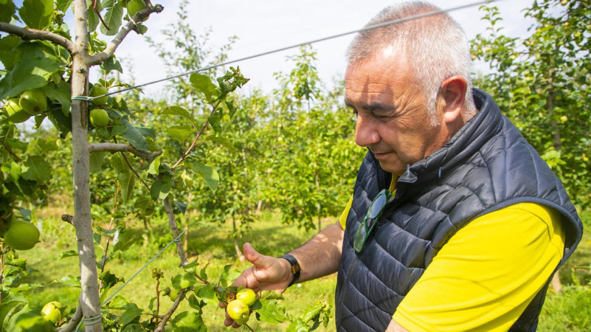 Pere Roqué muestra daños sufridos por la tormenta en peras en Alguaire, claramente visibles.