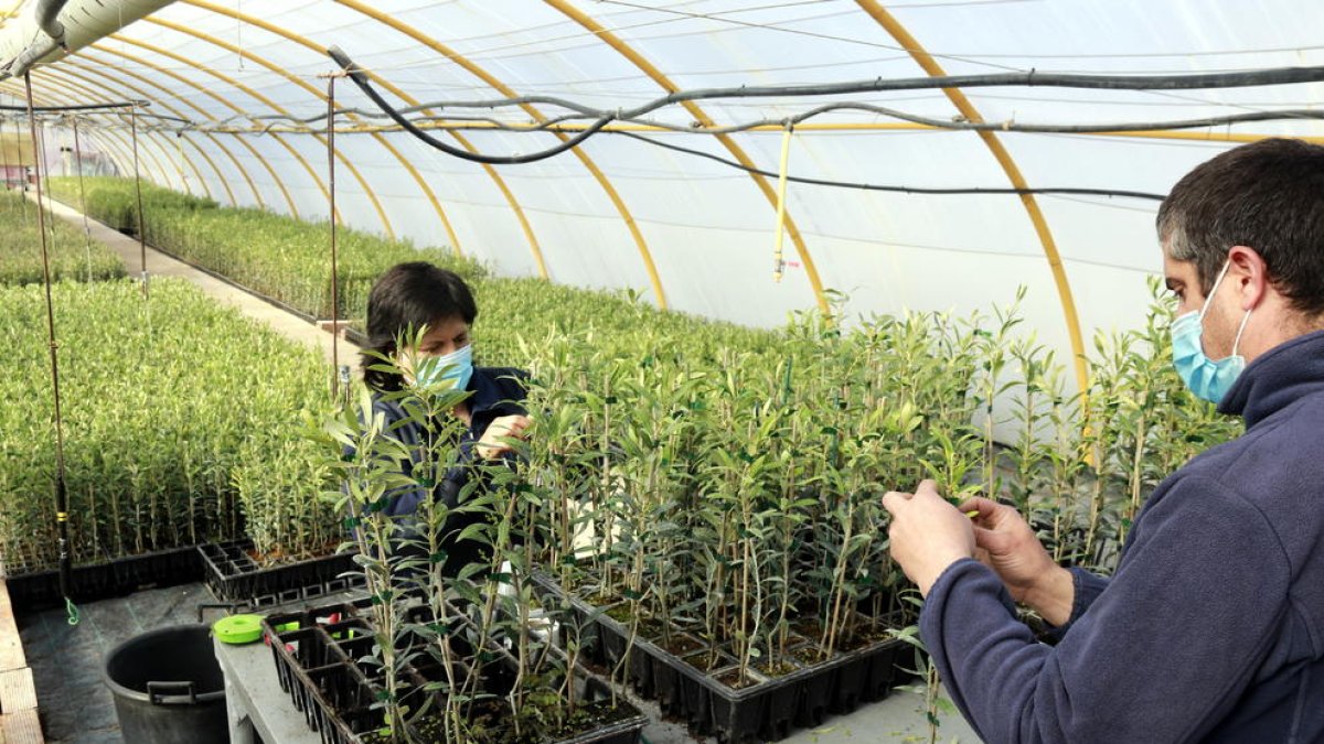 El projecte d'ACUDAM per atendre a persones amb diagnòstic de salut mental ja dona feina a 8 persones al Pla d'Urgell