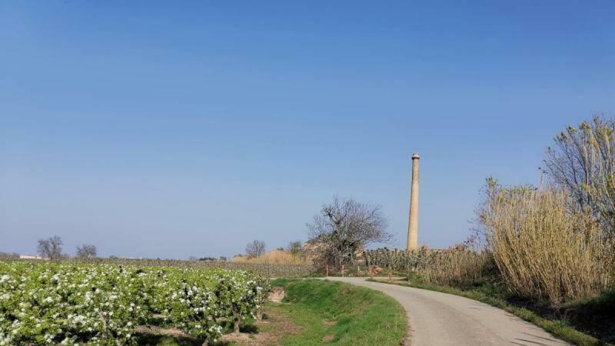 Montoliu de Lleida promociona la bellesa de la floració blanca dels camps de perers i els productes de proximitat