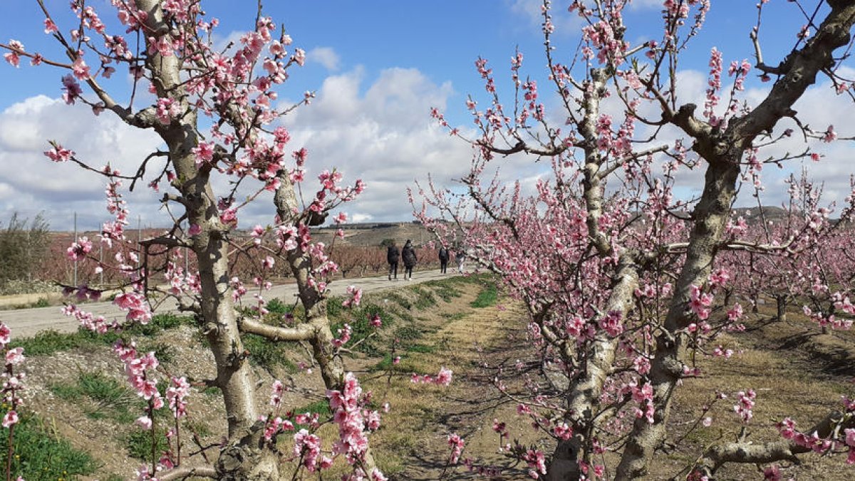 Una de les plantacions d’arbres fruiters florits.