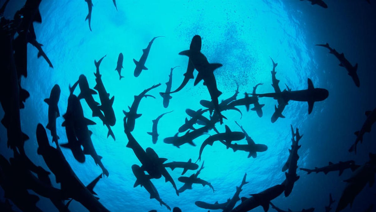 La población mundial de vertebrados disminuye casi un 70 % desde 1970