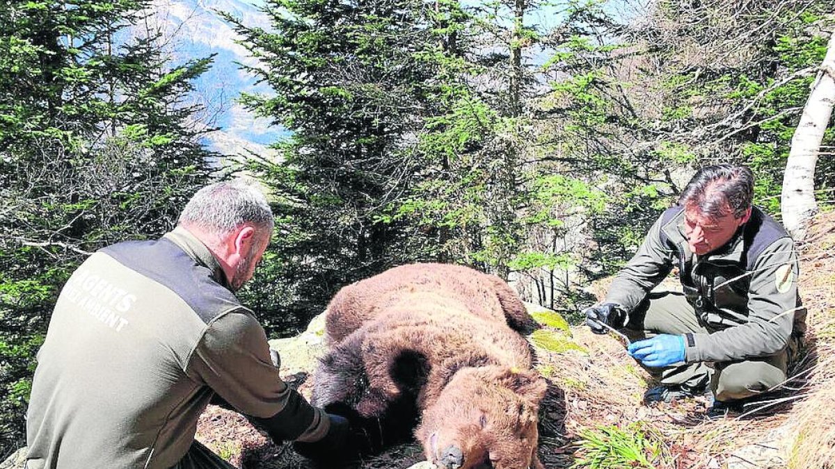 Técnicos de Medio Ambiente, junto al cadáver del oso Cachou.