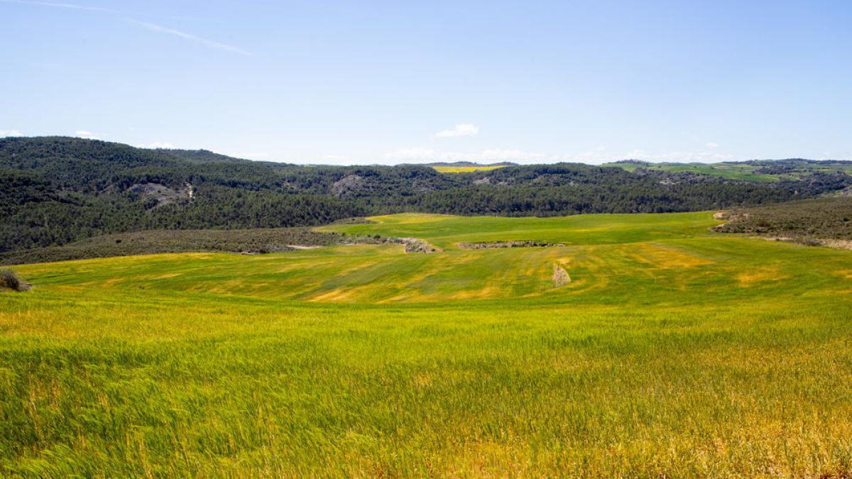 Camps de cereal afectats per la sequera al Segrià.