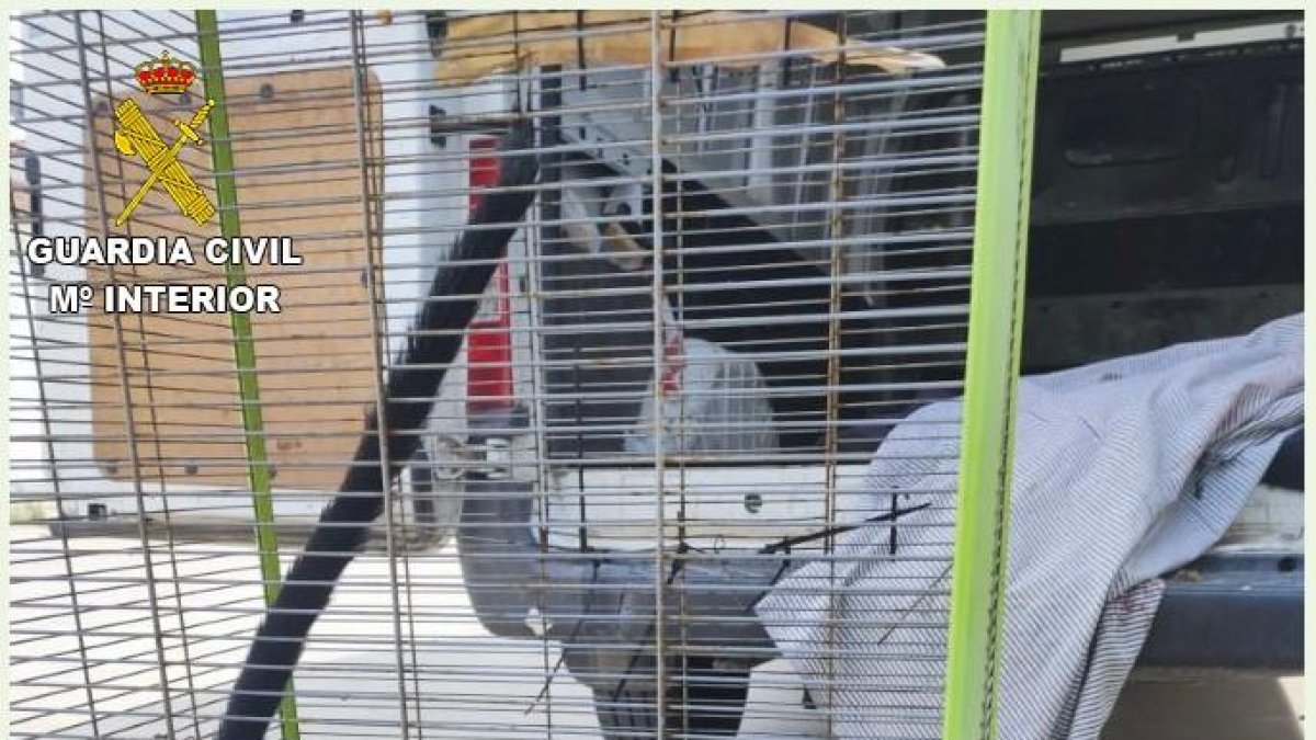Rescatan a un primate abandonado en una jaula cerca de una playa de Sitges