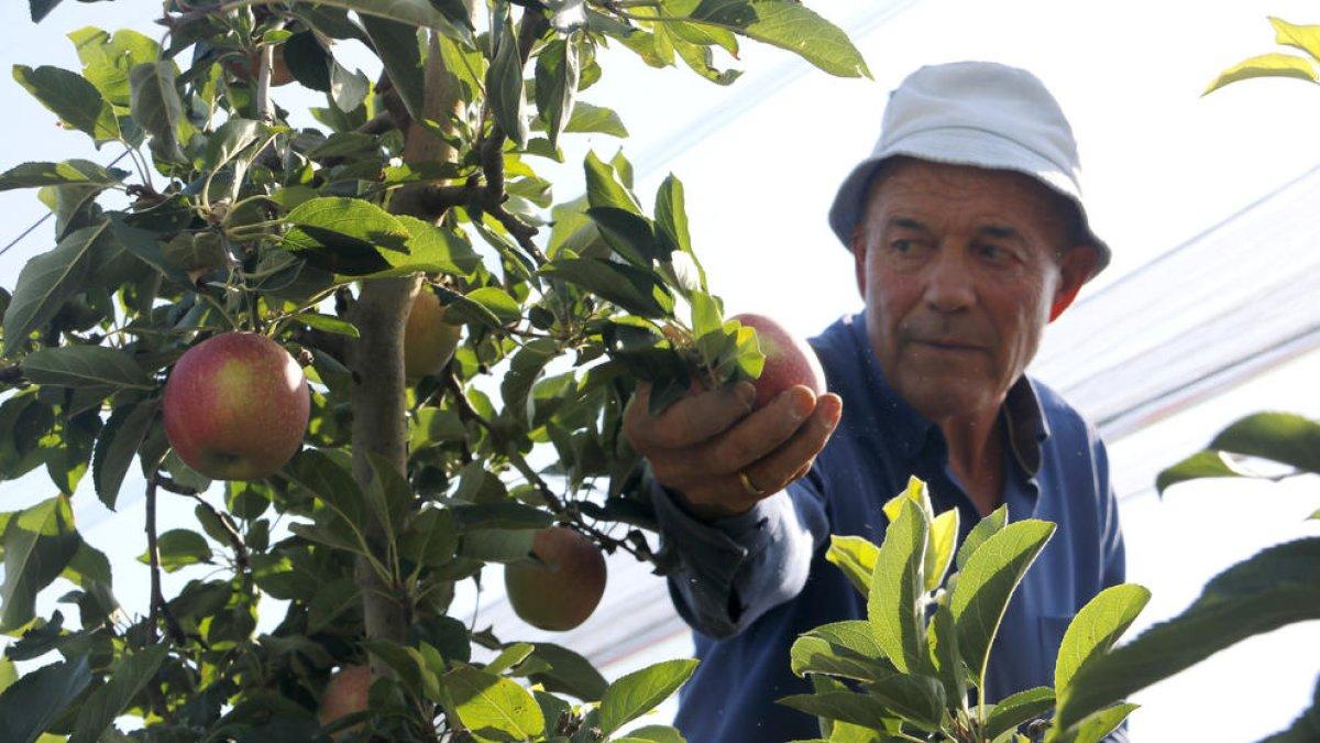 La campaña de cosecha de la variedad de manzana roja Royal Gala se ha adelantado una semana.
